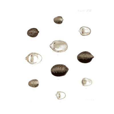 Small dark and clear shells - Conchologia Iconica, Volume 9 - 1854
