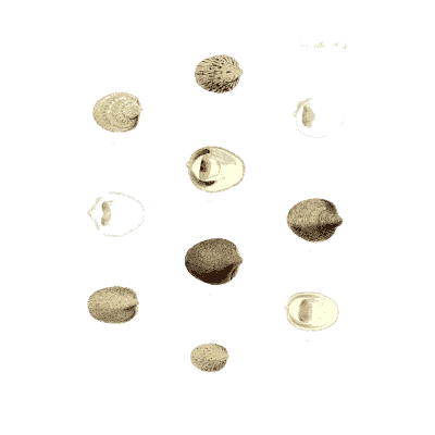Small speckled shells - Conchologia Iconica, Volume 9 - 1854