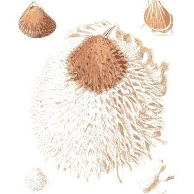 Long-spined cockle shell - Conchologia Iconica, Volume 9 - 1854
