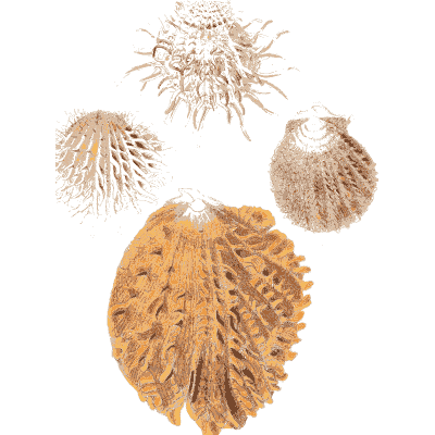 Orange knob-spined cockle - Conchologia Iconica, Volume 9 - 1854