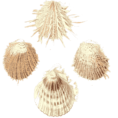 Pale fine-spined cockle shells - Conchologia Iconica, Volume 9 - 1854
