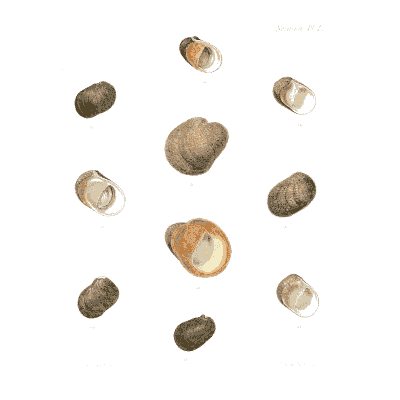 Small olive brown shells - Conchologia Iconica, Volume 9 - 1854
