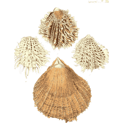 Golden ribbed cockle shells - Conchologia Iconica, Volume 9 - 1854