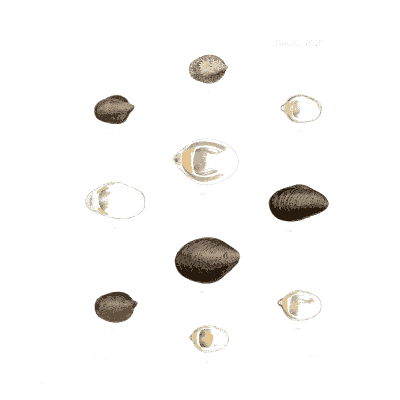 Small dark olive and glassy shells - Conchologia Iconica, Volume 9 - 1854