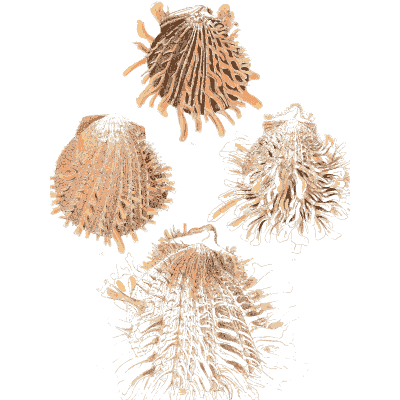 Four long-spined cockle shells - Conchologia Iconica, Volume 9 - 1854