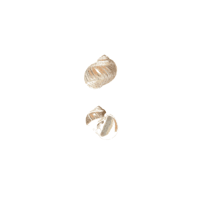 Banded snail shells - Conchologia Iconica, Volume 9 - 1854