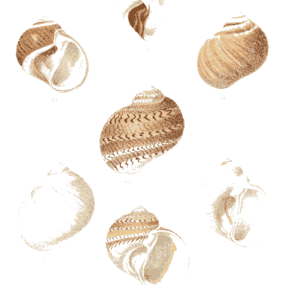 Spiral-ribbed banded snail shells - Conchologia Iconica, Volume 9 - 1854