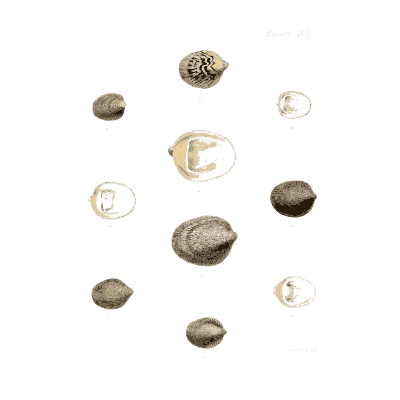 Small dark and pale shells 02 - Conchologia Iconica, Volume 9 - 1854