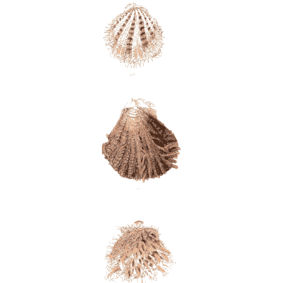 Three prickly cockle shells - Conchologia Iconica, Volume 9 - 1854