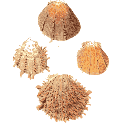 Orange and pink spined cockles - Conchologia Iconica, Volume 9 - 1854
