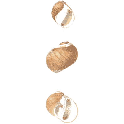 Glossy brown snail shells - Conchologia Iconica, Volume 9 - 1854