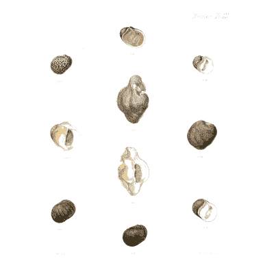 Small speckled and dark shells - Conchologia Iconica, Volume 9 - 1854