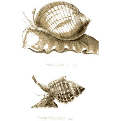 Snail and spiny whelk - Elements of Conchology - 1860