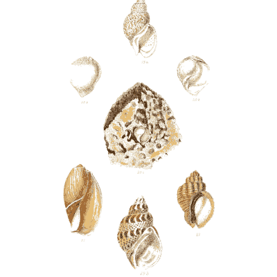 Assorted small spiral shells - Elements of Conchology - 1860