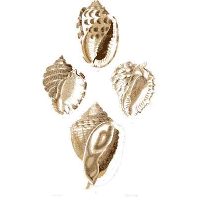Spotted volute shells - Elements of Conchology - 1860