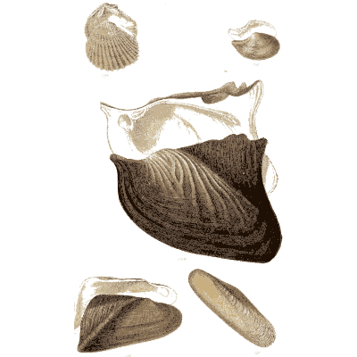 Winged oyster and mussel shells - Elements of Conchology - 1860
