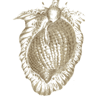 Frilled bivalve shell - Elements of Conchology - 1860