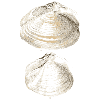 Two pale clam shells - Elements of Conchology - 1860