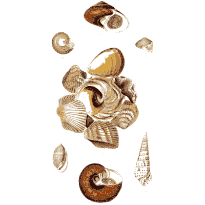 Assorted small shells 01 - Elements of Conchology - 1860