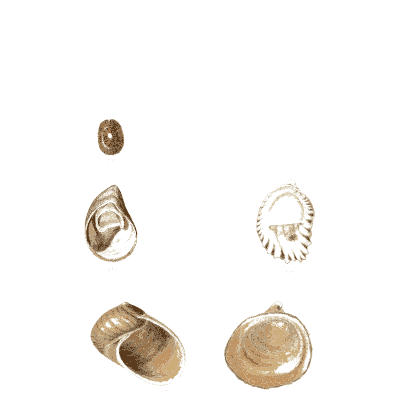 Coiled small shells - Elements of Conchology - 1860