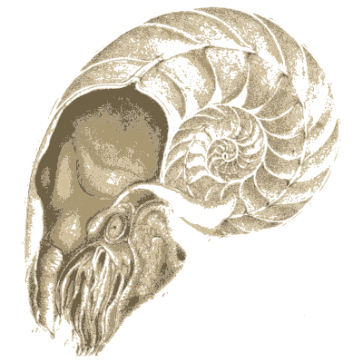 Chambered nautilus section - Elements of Conchology - 1860