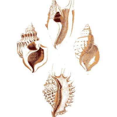 Spired whelk and conch shells - Elements of Conchology - 1860