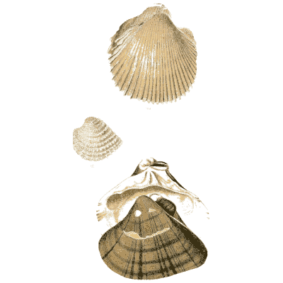 Cockle and ribbed clam shells - Elements of Conchology - 1860