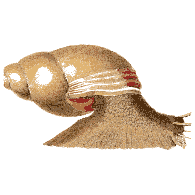Land snail with body extended - Elements of Conchology - 1860