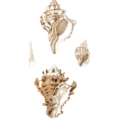 Murex shells - Elements of Conchology - 1860