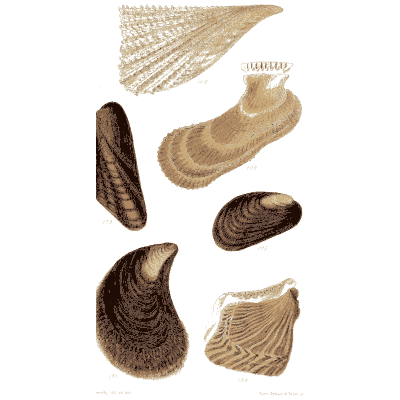 Mussel and oyster shells - Elements of Conchology - 1860