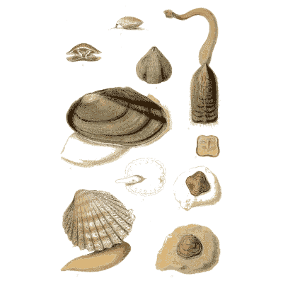 Assorted clam and tube shells - Elements of Conchology - 1860