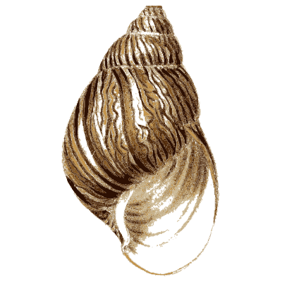 Large land snail shell - Elements of Conchology - 1860