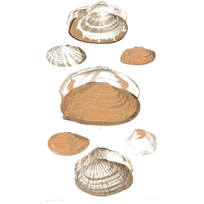 Small clam shells - Elements of Conchology - 1860