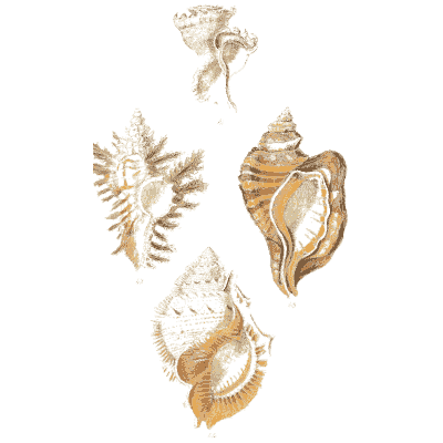 Murex and conch shells - Elements of Conchology - 1860