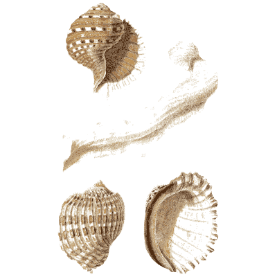 Whelk and bonnet shells - Elements of Conchology - 1860
