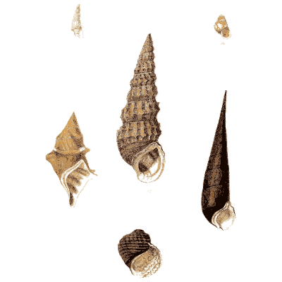 Slender spired shells - Elements of Conchology - 1860
