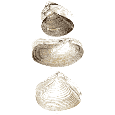 Three clam shells - Elements of Conchology - 1860