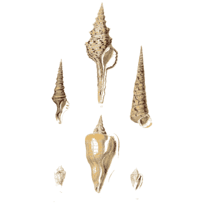 Spindle and auger shells - Elements of Conchology - 1860