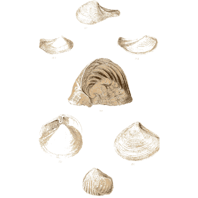 Small pale bivalve shells - Elements of Conchology - 1860