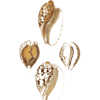 Cowrie and volute shells - Elements of Conchology - 1860