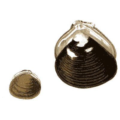 Assorted clam shells - Elements of Conchology - 1860