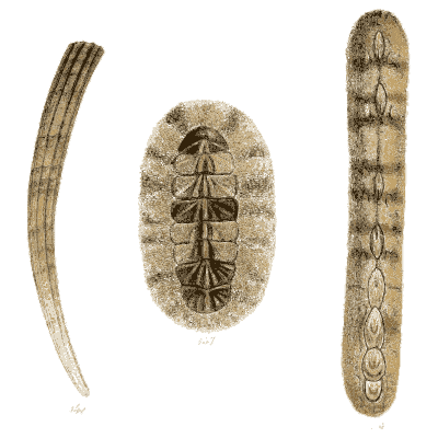 Tusk shells and chiton - Elements of Conchology - 1860