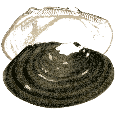 Freshwater mussel shell - Elements of Conchology - 1860