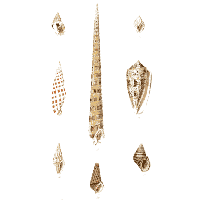 Slender auger shells - Elements of Conchology - 1860