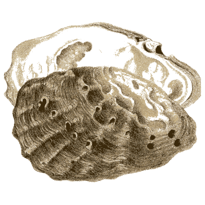 Rough oyster shells - Elements of Conchology - 1860