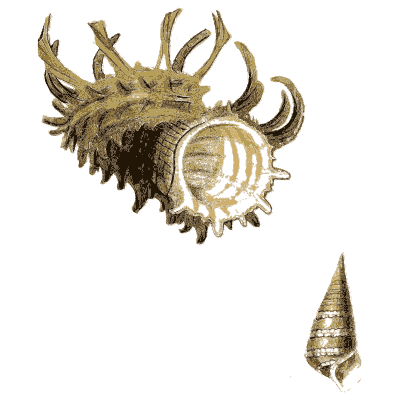 Spider conch shell - Elements of Conchology - 1860