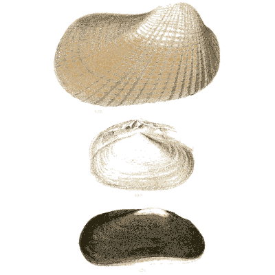 Three ark clam shells - Elements of Conchology - 1860