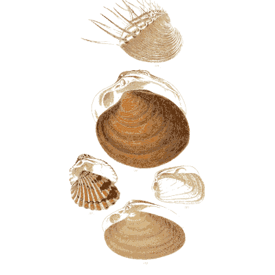 Small clam and cockle shells - Elements of Conchology - 1860