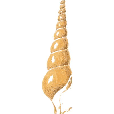 Golden tower shell - Elements of Conchology - 1860