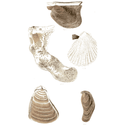 Oysters and irregular shells - Elements of Conchology - 1860